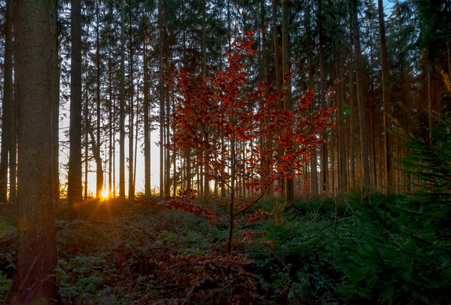 Обои картинки фото природа, лес, деревья