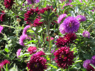 Картинка цветы астры