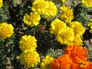 Картинка цветы бархатцы