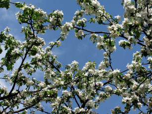 Картинка цветы цветущие+деревья+ +кустарники весна