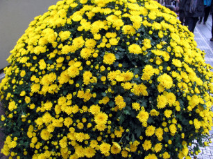 обоя цветы, хризантемы, желтый