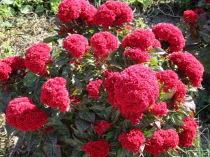 Картинка цветы красные