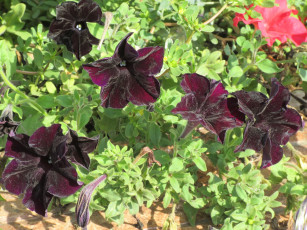 Картинка цветы петунии +калибрахоа