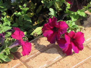 Картинка цветы петунии +калибрахоа