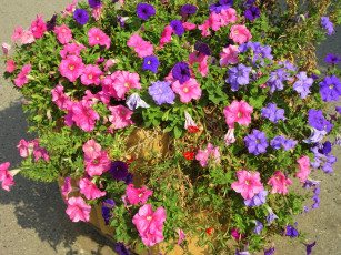 Картинка цветы петунии +калибрахоа