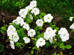 Картинка цветы петунии +калибрахоа белый