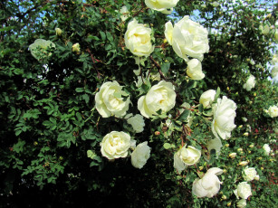 Картинка цветы розы белый