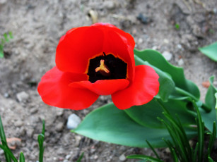 Картинка цветы тюльпаны макро