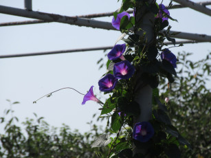 Картинка цветы вьюнки +ипомеи вьюнок