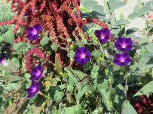 Картинка цветы вьюнки +ипомеи вьюнок