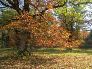 Картинка природа лес осень