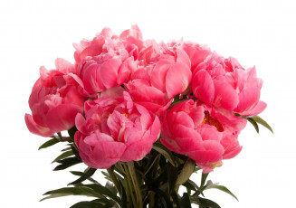 Картинка пионы цветы букет