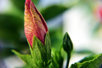 Картинка цветы гибискусы бутон