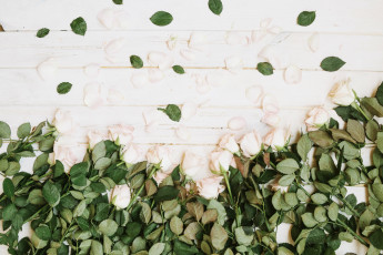 Картинка цветы розы бутоны листики лепестки