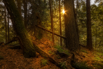 Картинка природа лес простор