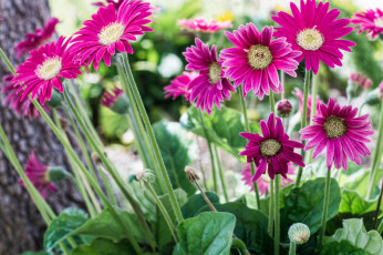 Картинка цветы герберы цветение кустик