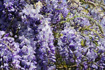 Картинка цветы глициния вистерия