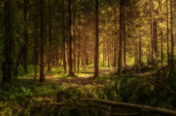 Картинка природа лес простор