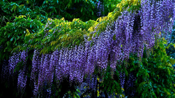 Картинка цветы глициния вистерия