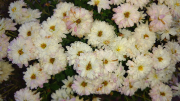 обоя цветы, хризантемы, белые