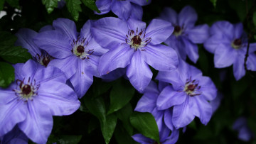 Картинка цветы клематис+ ломонос синий