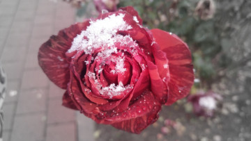 Картинка цветы розы роза 2017 первый снег