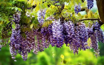 Картинка цветы глициния вистерия