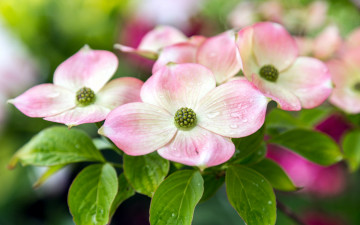 обоя цветы, кизил, макро