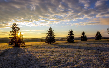 Картинка природа деревья елки