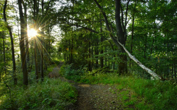 Картинка природа лес простор