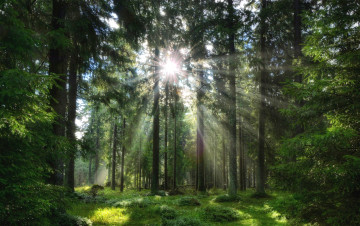 Картинка природа лес простор