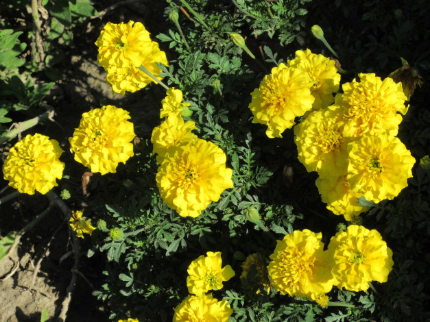 Обои картинки фото цветы, бархатцы