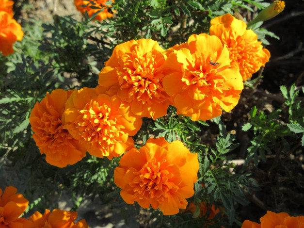 Обои картинки фото цветы, бархатцы