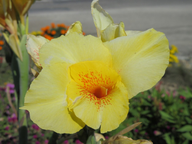 Обои картинки фото цветы, гладиолусы, жёлтый, камыш