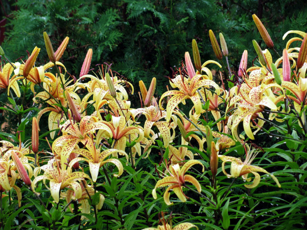 Обои картинки фото цветы, лилии,  лилейники, крапинки