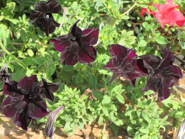 Обои картинки фото цветы, петунии,  калибрахоа