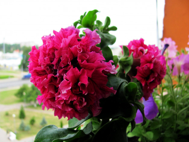 Обои картинки фото цветы, петунии,  калибрахоа, макро