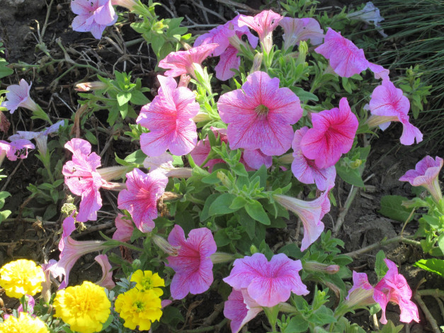 Обои картинки фото цветы, петунии,  калибрахоа, розовые