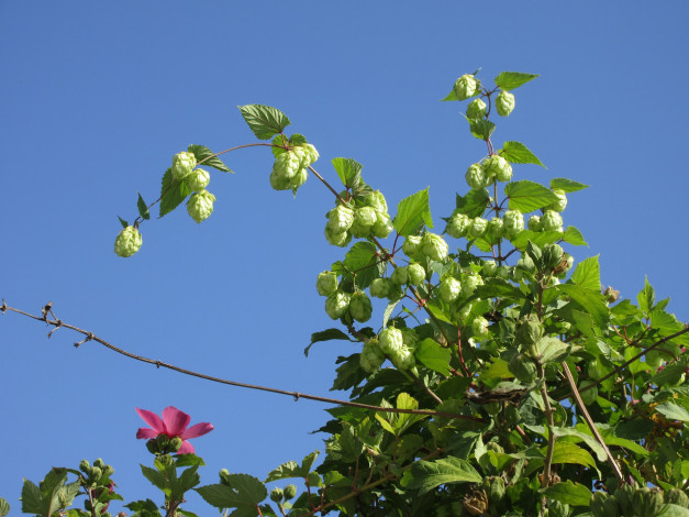 Обои картинки фото цветы, разные вместе, хмель