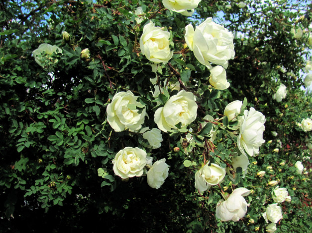 Обои картинки фото цветы, розы, белый