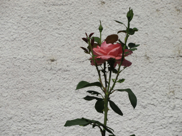 Обои картинки фото цветы, розы, роза