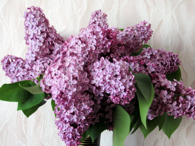 Обои картинки фото цветы, сирень, букет