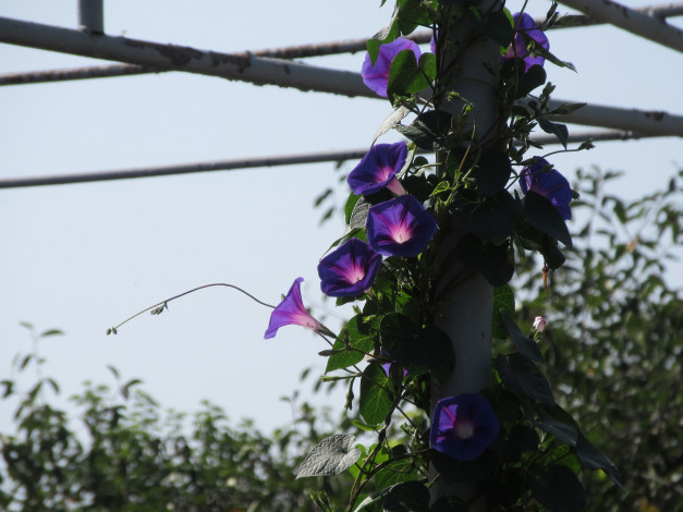 Обои картинки фото цветы, вьюнки,  ипомеи, вьюнок