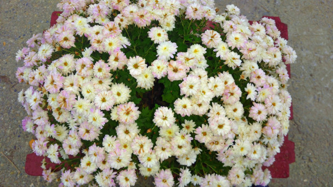 Обои картинки фото цветы, хризантемы, белые