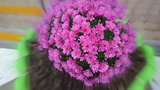 Обои картинки фото цветы, хризантемы, розовые