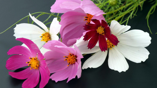 Обои картинки фото цветы, космея, розовый, белый