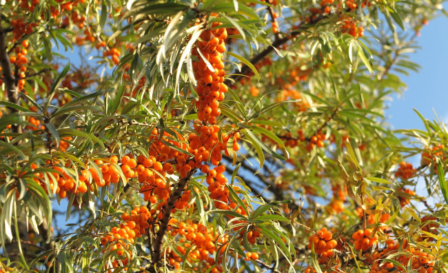 Обои картинки фото природа, Ягоды, облепиха, ягоды, ветки