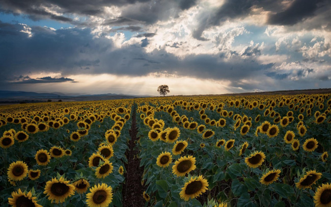 Обои картинки фото цветы, подсолнухи, пейзаж, дерево, поле, закат