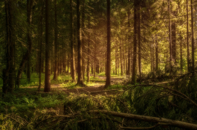Обои картинки фото природа, лес, простор