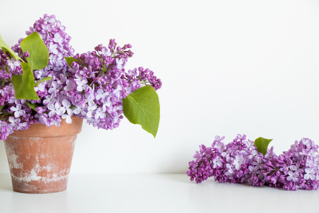 Обои картинки фото цветы, сирень, букет, горшок